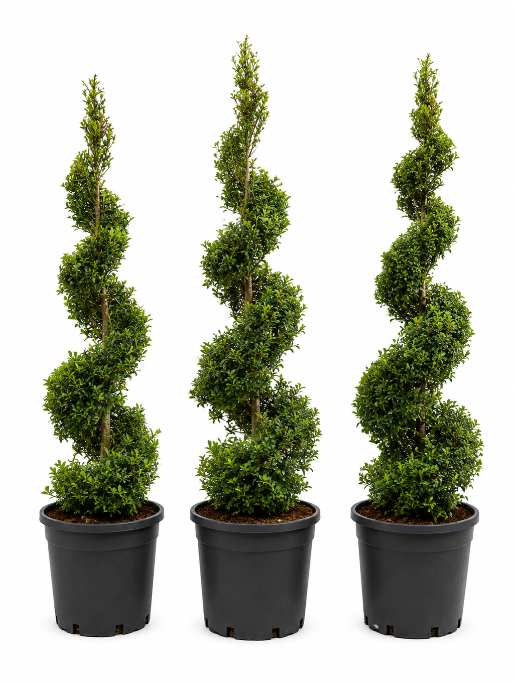 Eugenia Spiral Topiary About 4-5 Feet Tall