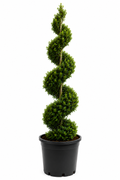 Eugenia Spiral Topiary About 6-8 Feet Tall