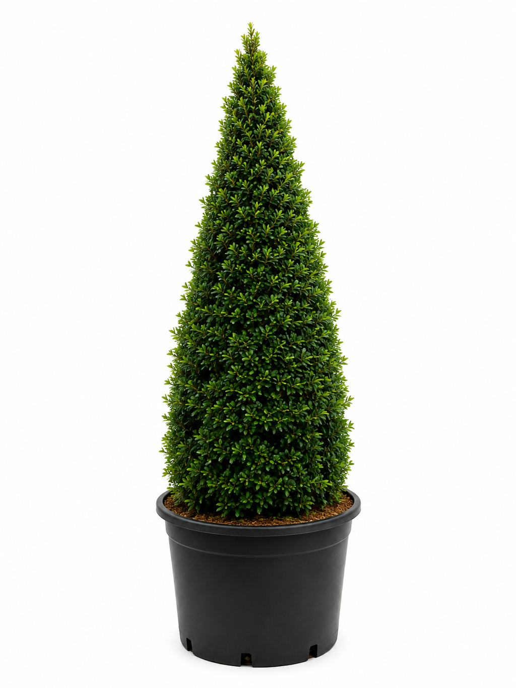 Eugenia Cone Topiary (4–6 ft Tall)