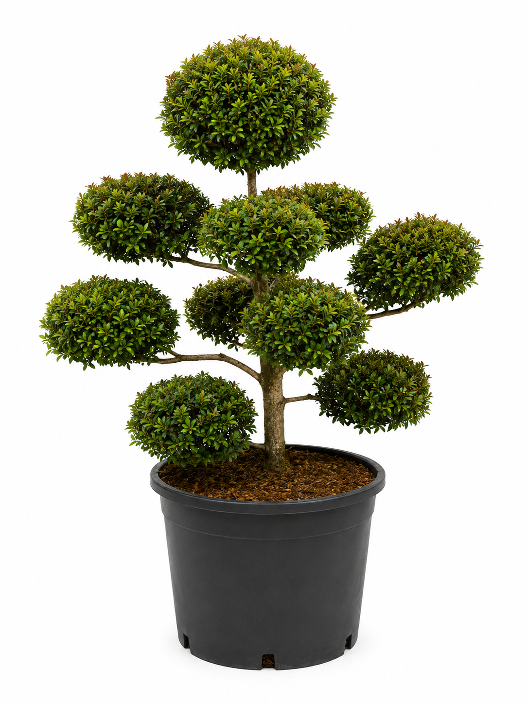 Multi Ball Eugenia Topiary (Approx. 4–5 ft)