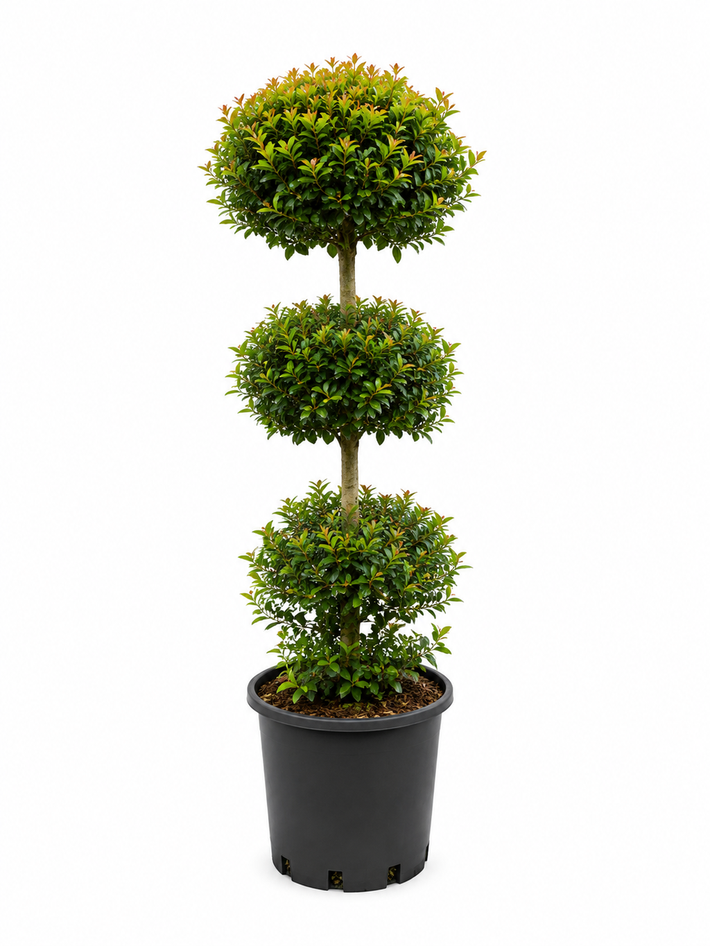 Triple Ball Eugenia Topiary (Approx. 3–4 ft Tall)