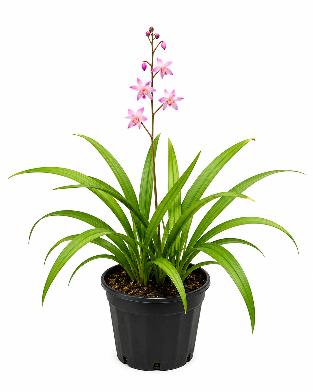 Ground Orchid (Spathoglottis)