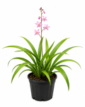 Ground Orchid (Spathoglottis)