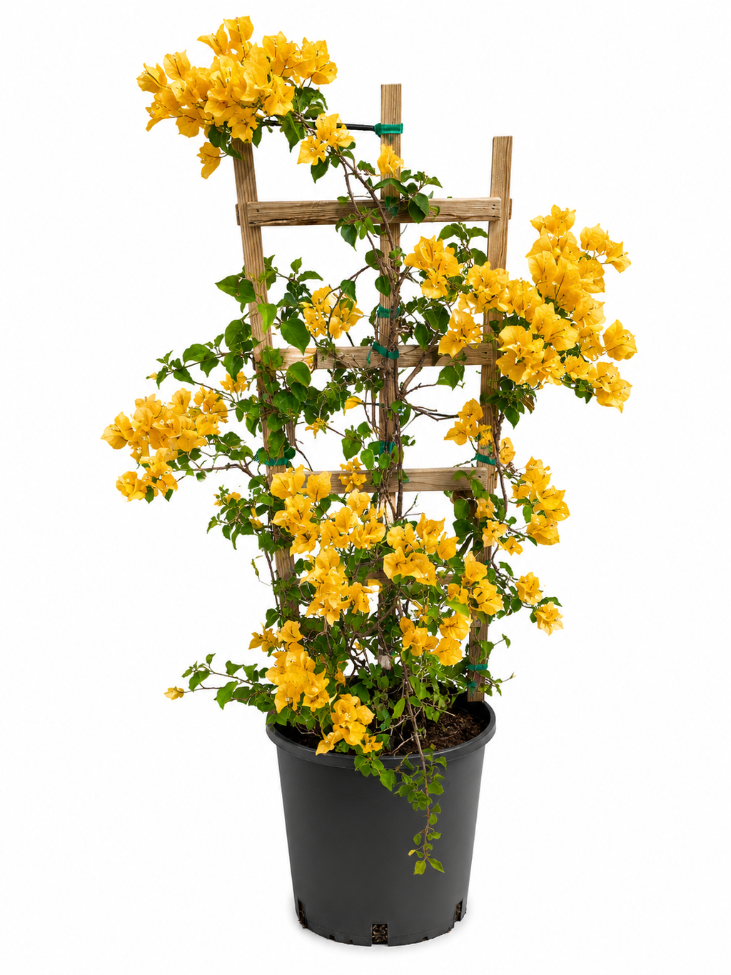 Yellow Bougainvillea on Trellis – About 4 Feet Tall