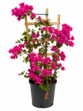 Pink Bougainvillea on Trellis –  About 4 Feet Tall