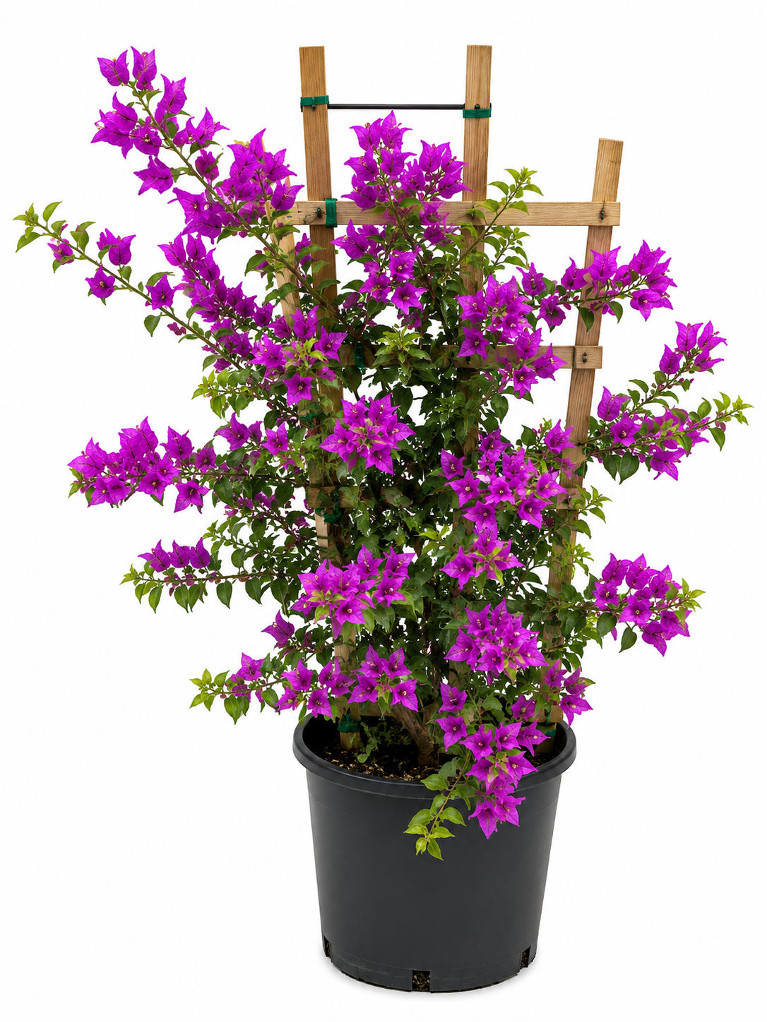 Purple Bougainvillea Trellis - About 4 Feet Tall