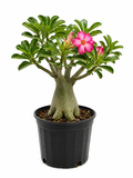 Desert Rose (Adenium) – Pink Bloom Small