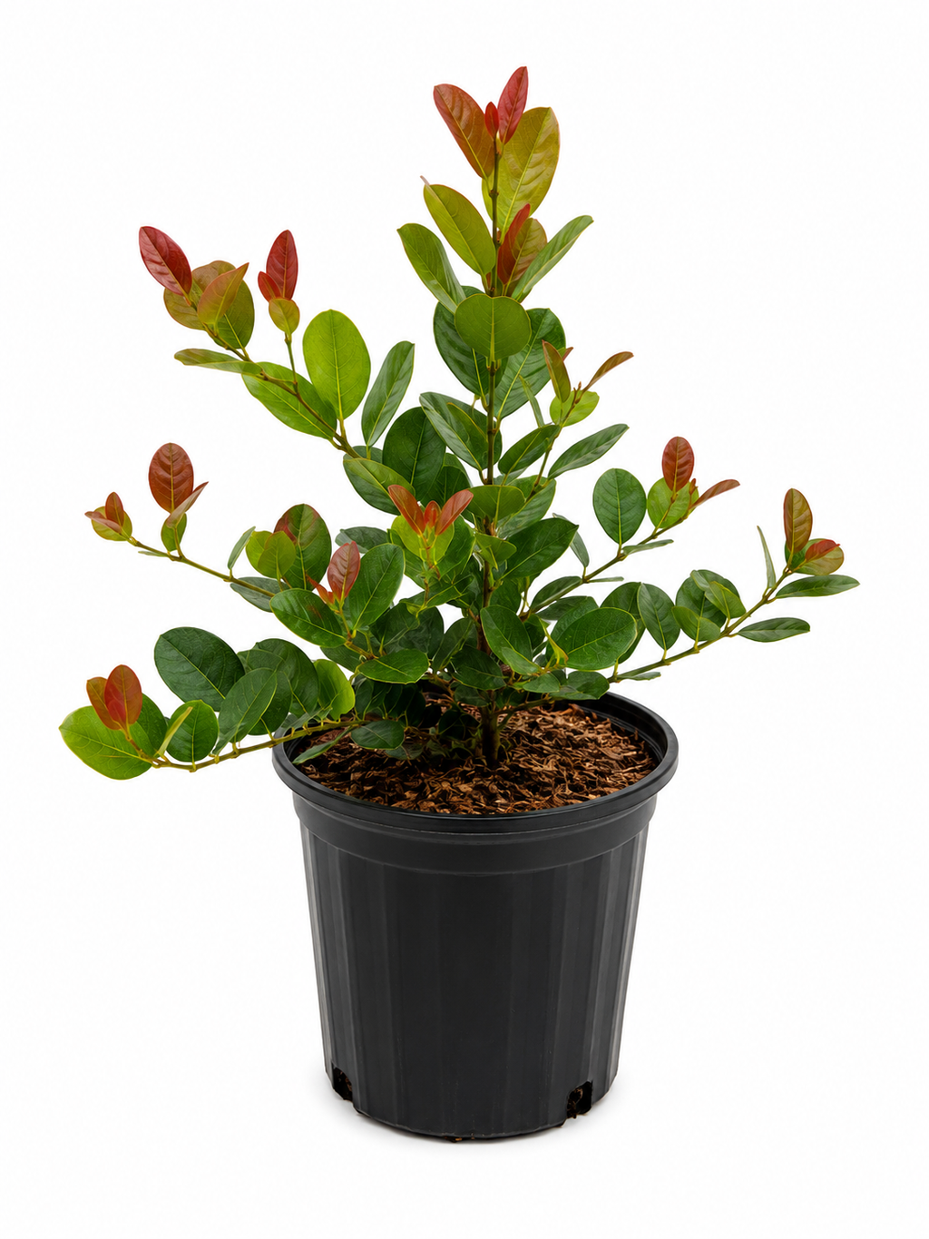 Red Tip Cocoplum (small)