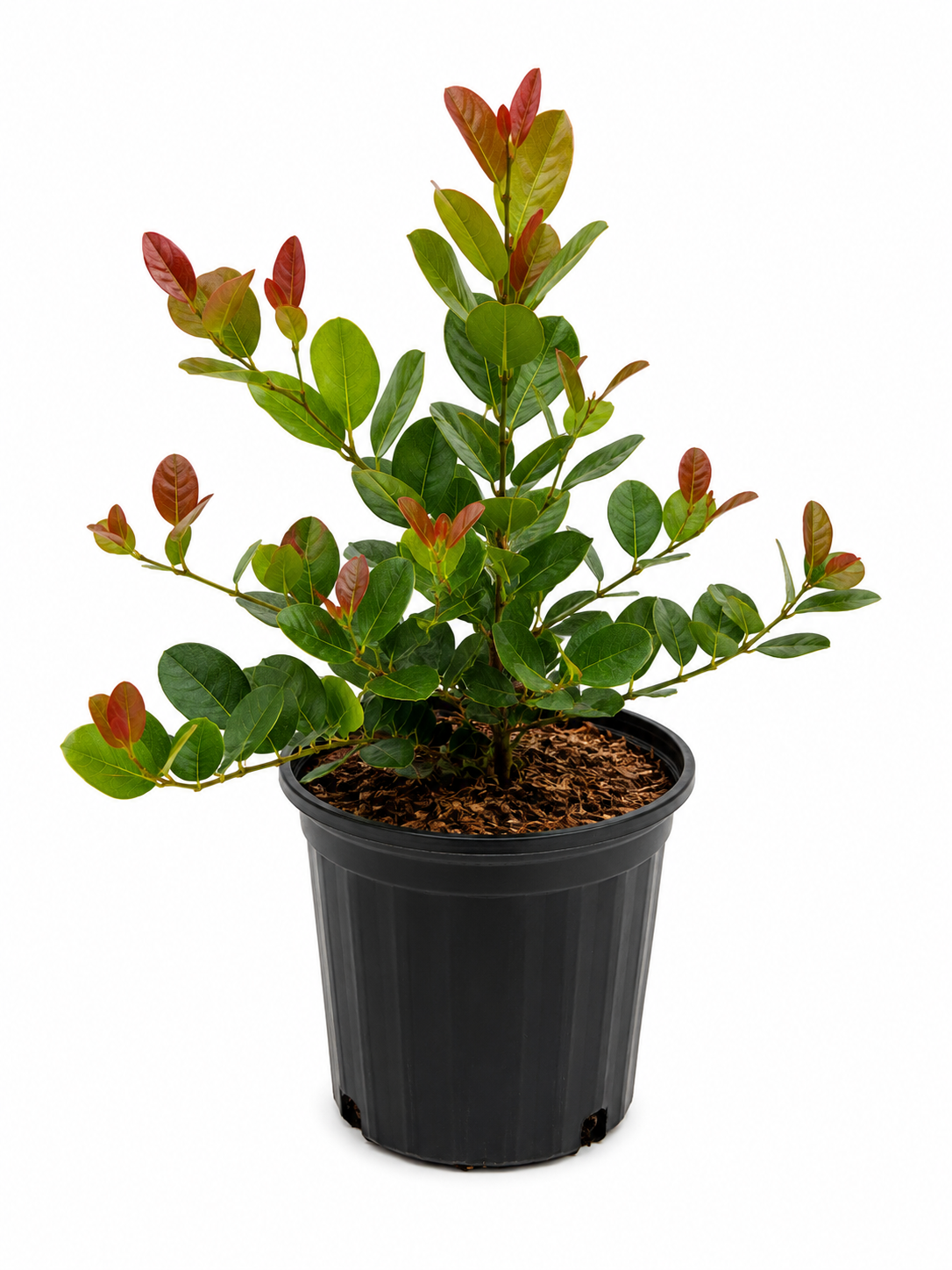 Red Tip Cocoplum (small)