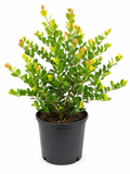 Cocoplum (Approximately 2 Feet Tall)