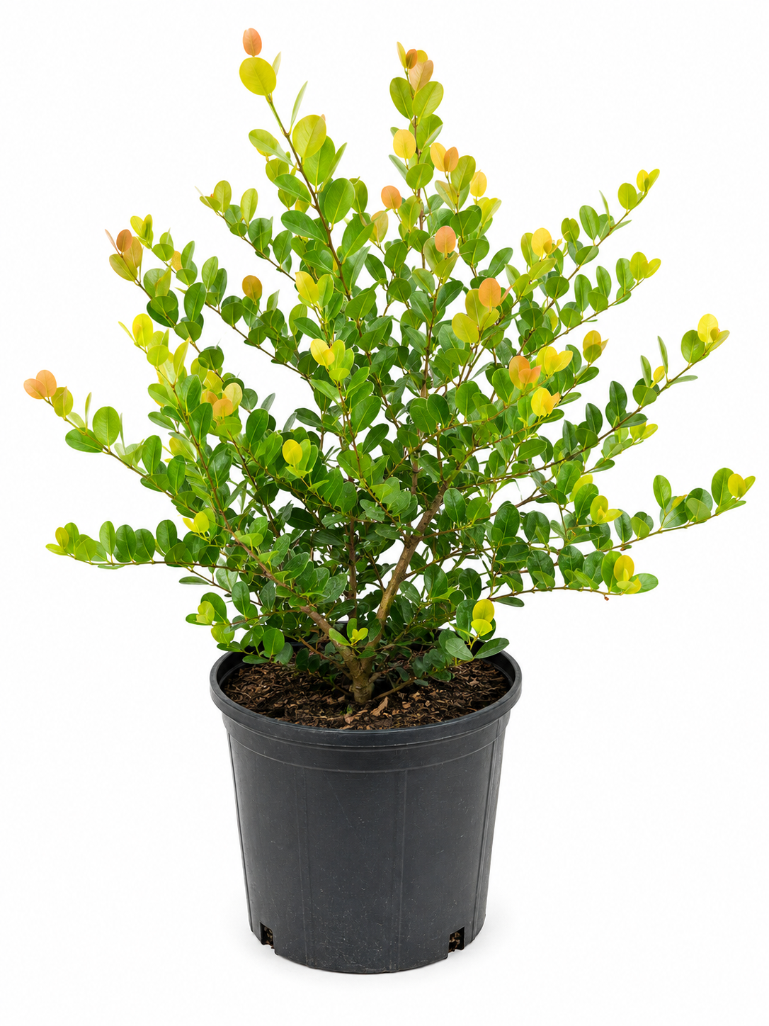Cocoplum (Approximately 2 Feet Tall)
