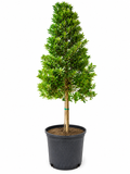 Japanese Blueberry Tree – Approx. 8–9 ft Tall 🌳