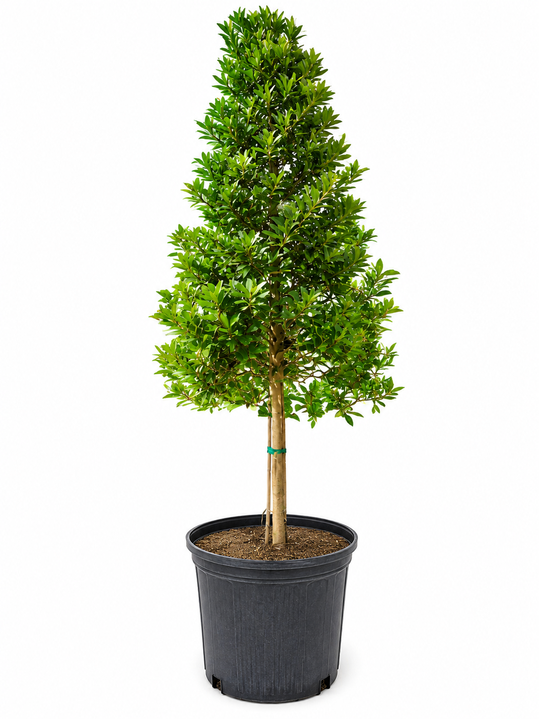 Japanese Blueberry Tree – Approx. 8–9 ft Tall 🌳