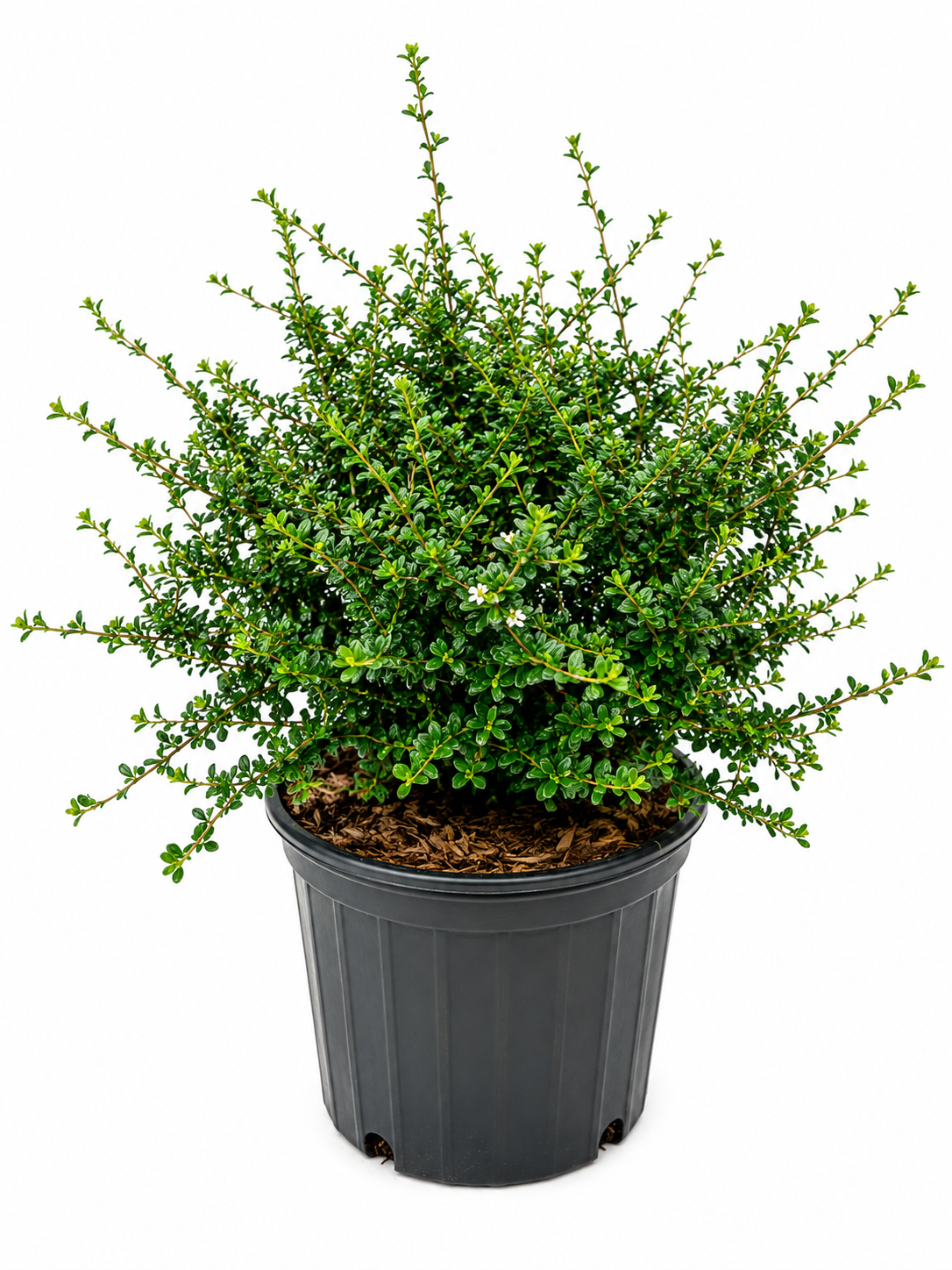 Serissa (Snow Rose) Small