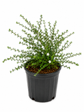 Serissa (Snow Rose) Small