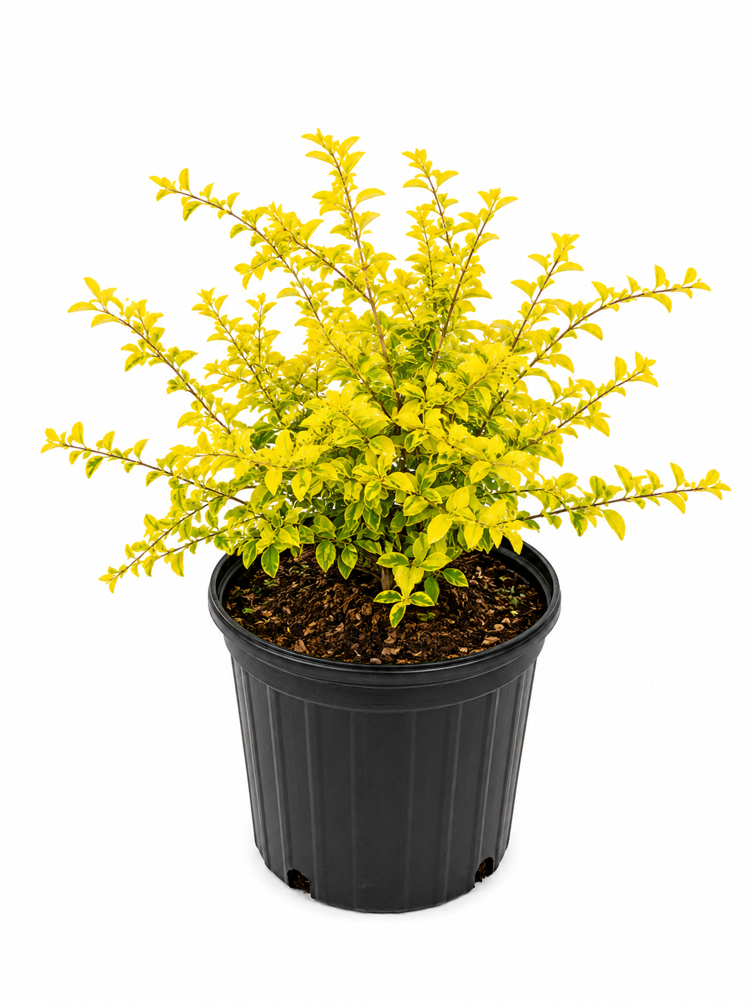 Gold Mound Duranta (Duranta erecta 'Gold Mound')