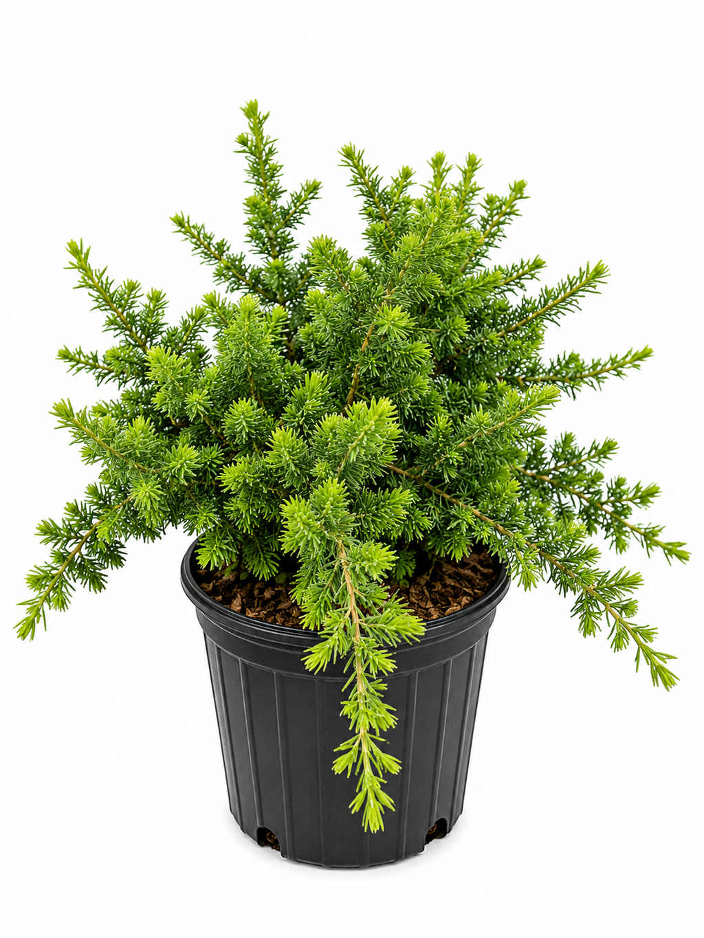 Juniper (Juniperus spp.)
