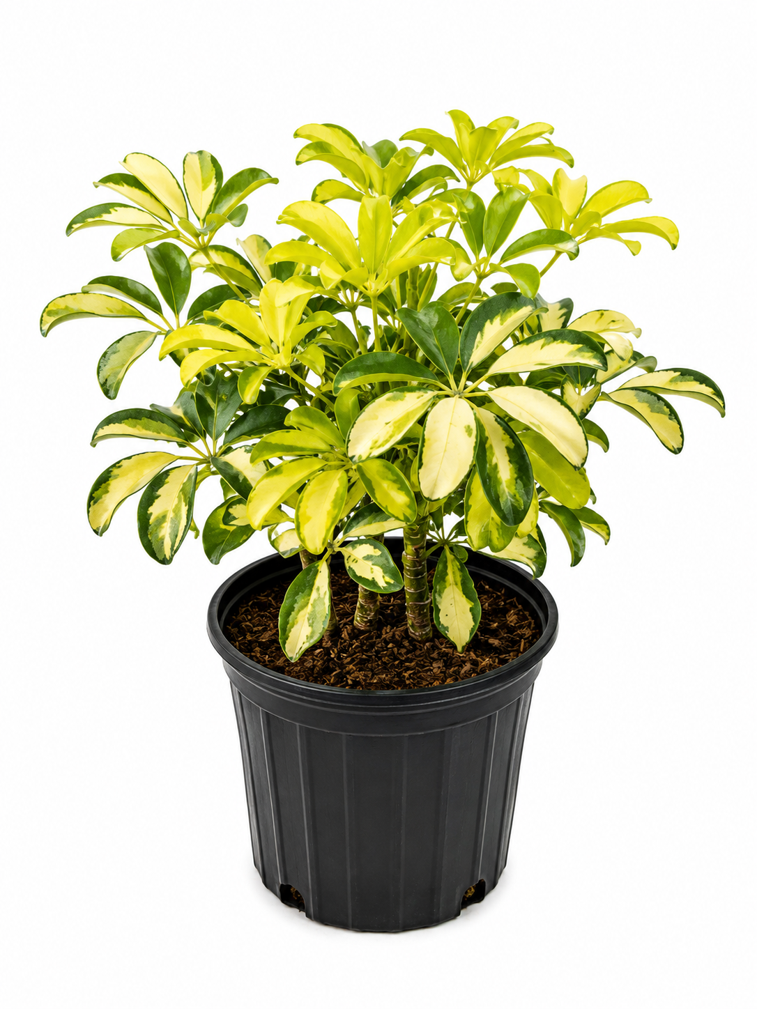 Variegated Dwarf Schefflera (Schefflera arboricola 'Trinette')