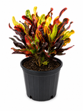 Croton 'Mammy' Mamey