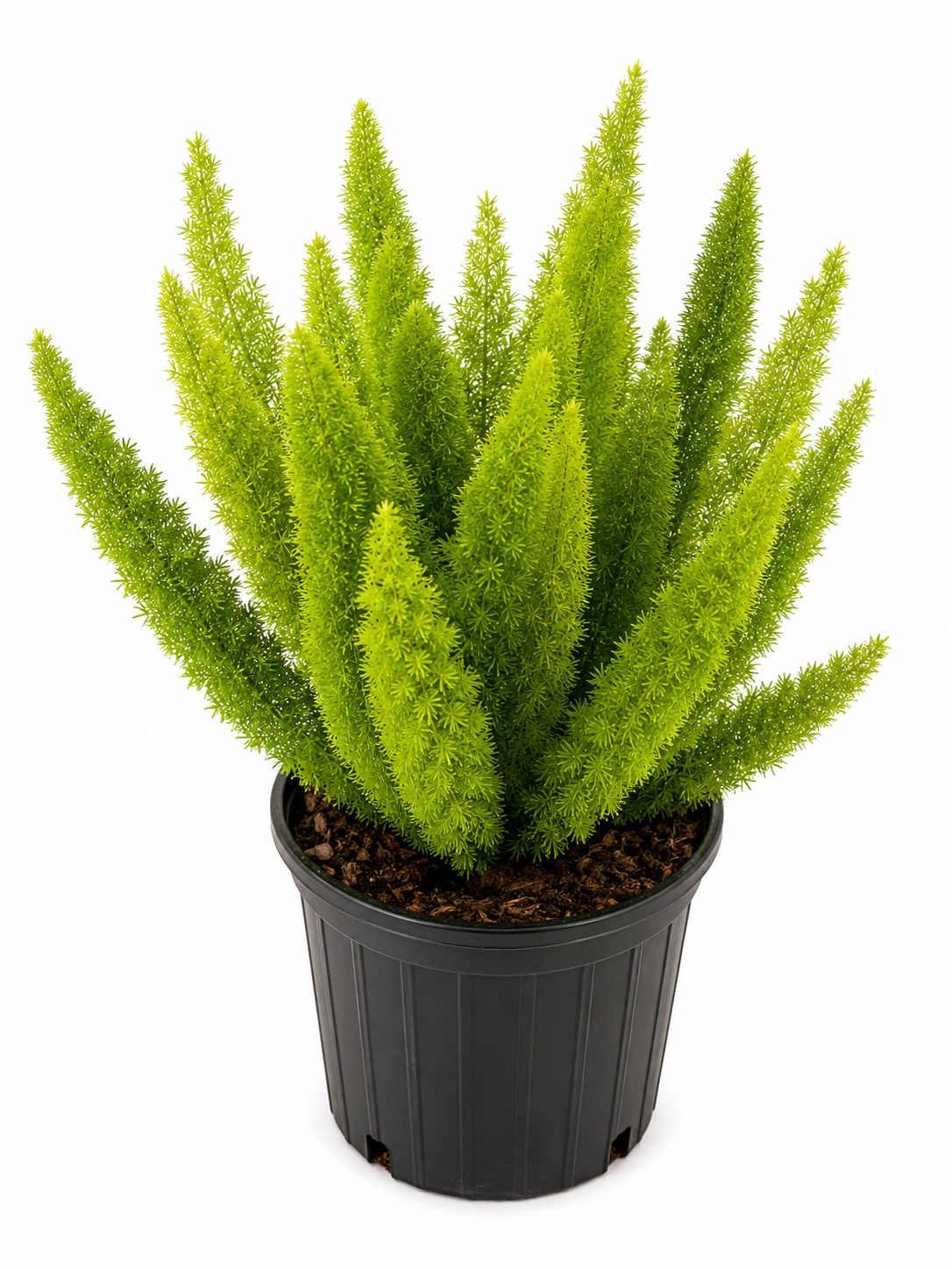 Foxtail Fern (Asparagus densiflorus 'Meyeri')