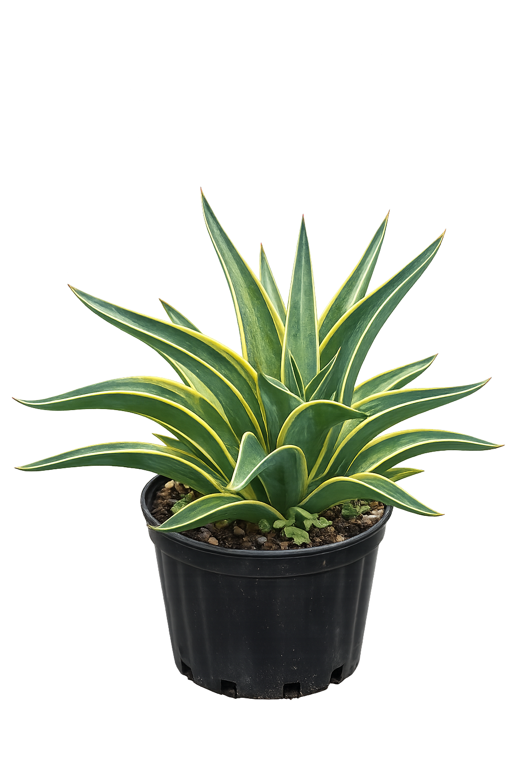 Agave 'Marginata' Small