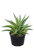 Agave 'Marginata' Small