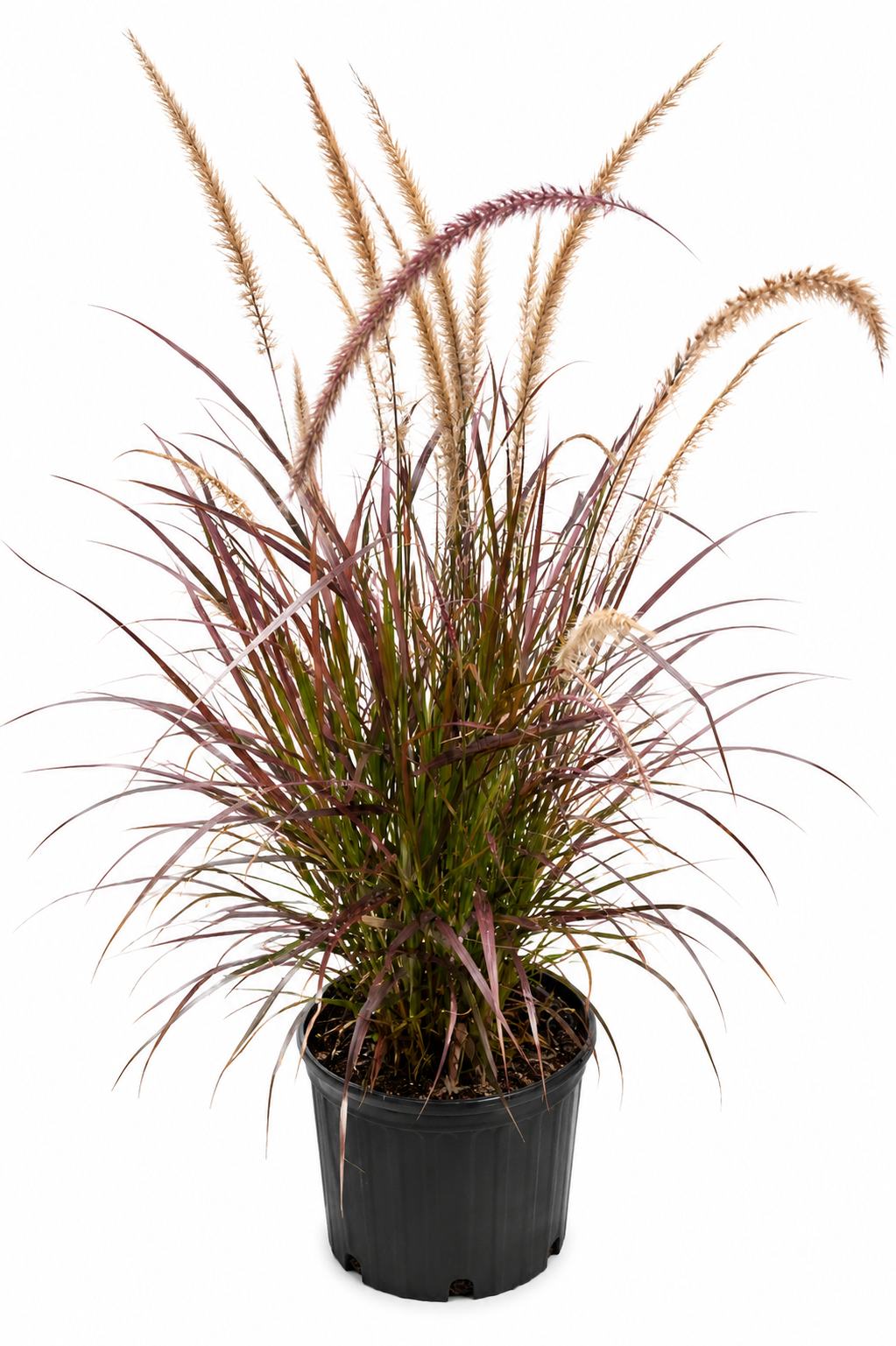 Purple Fountain Grass