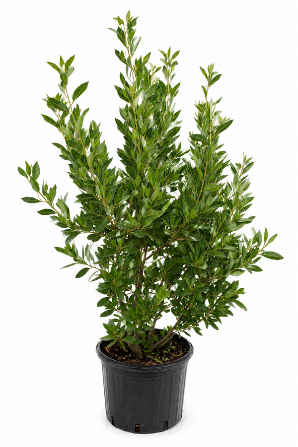 Green Buttonwood About 4 Feet Tall
