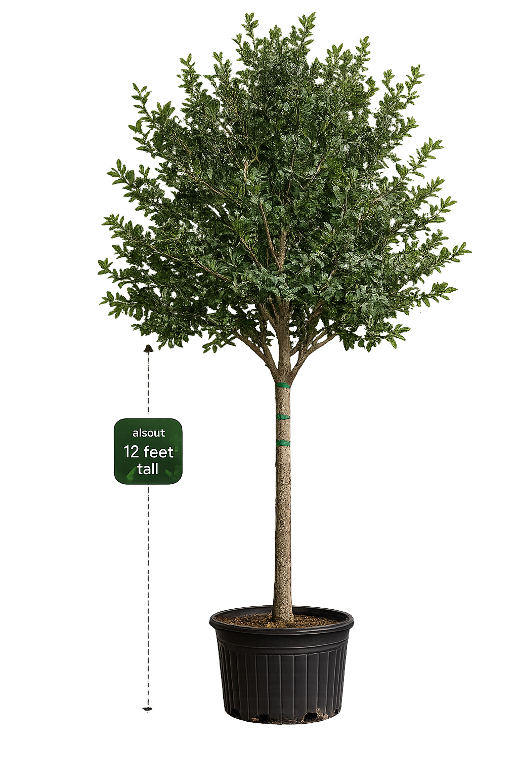 Live Oak