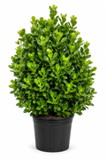 Clusias About 8 Feet tall