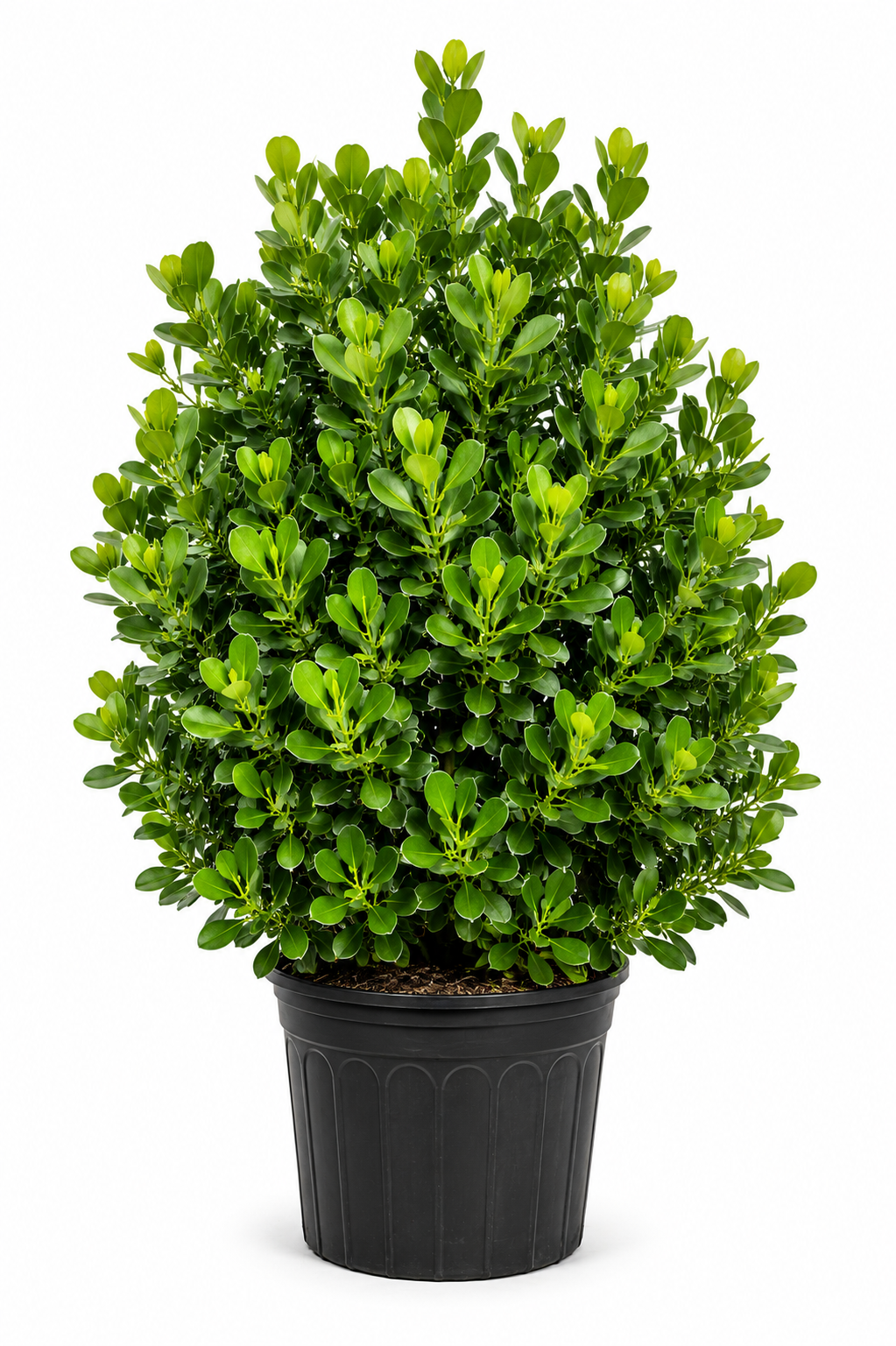 Clusias About 8 Feet tall
