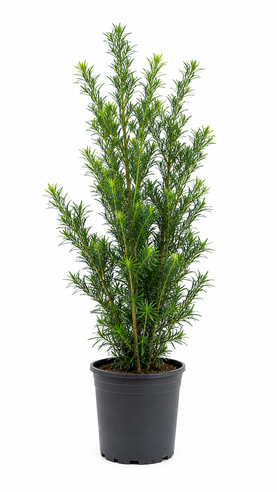Podocarpus About 5-6 Feet Tall
