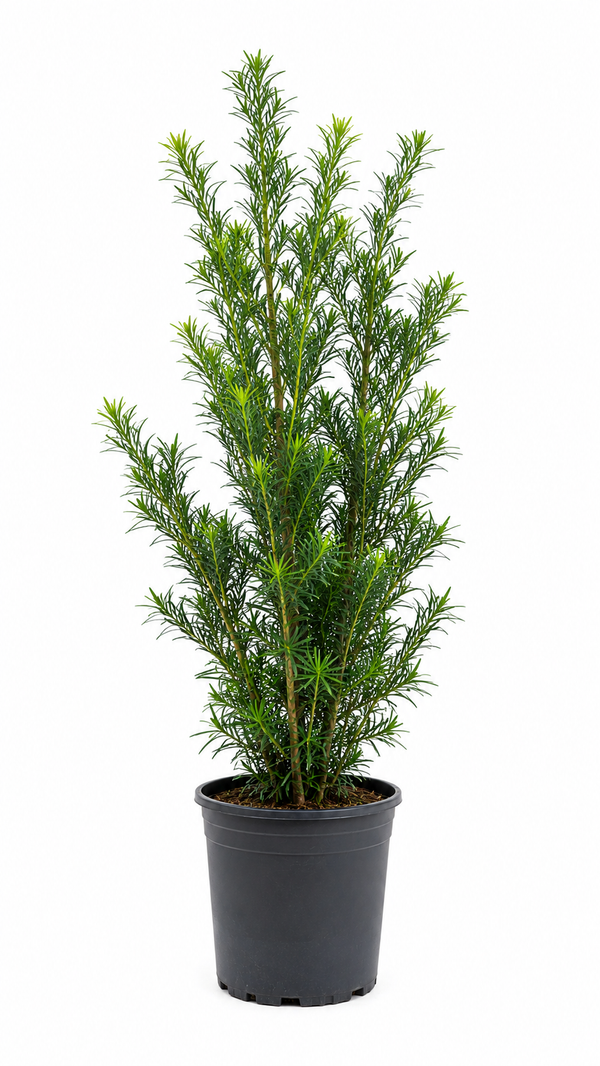 Podocarpus About 5-6 Feet Tall