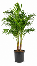 Christmas Palm (Adonidia Palm) – 5-6 ft Tall