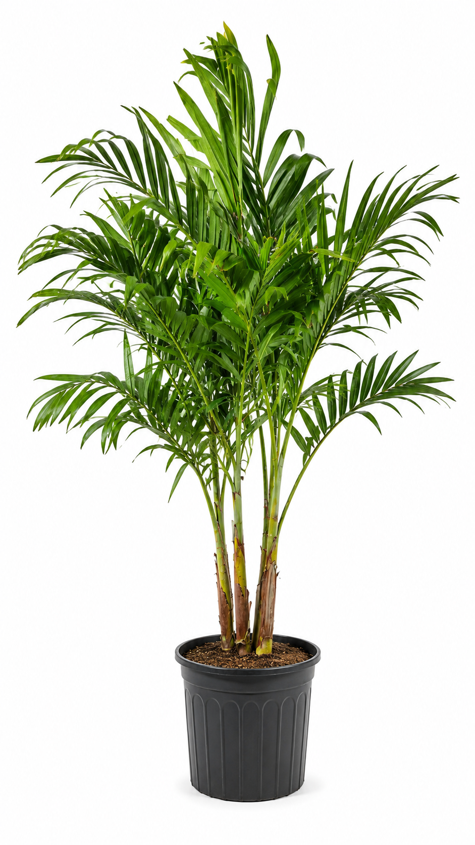 Christmas Palm (Adonidia Palm) – 5-6 ft Tall