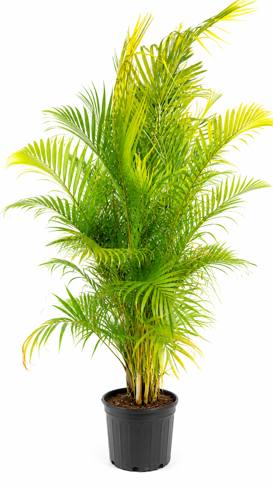 Areca Palm (Dypsis lutescens) – 7-8 ft Tall