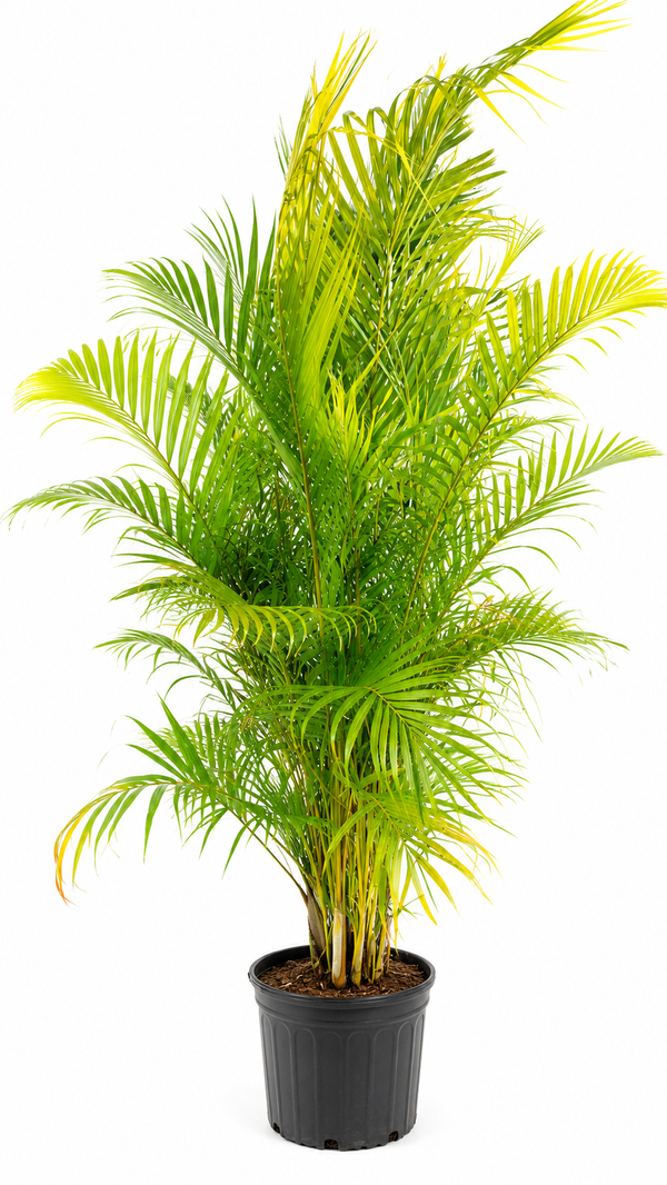 Areca Palm (Dypsis lutescens) – 7-8 ft Tall