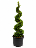 Eugenia Spiral Topiary About 4-5 Feet Tall