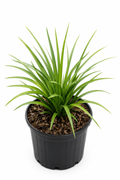 Liriope