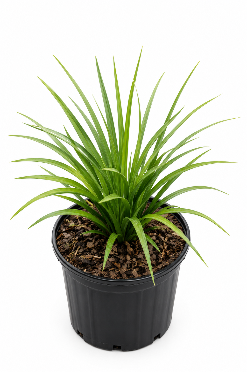 Liriope