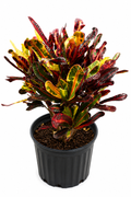 Croton Petra