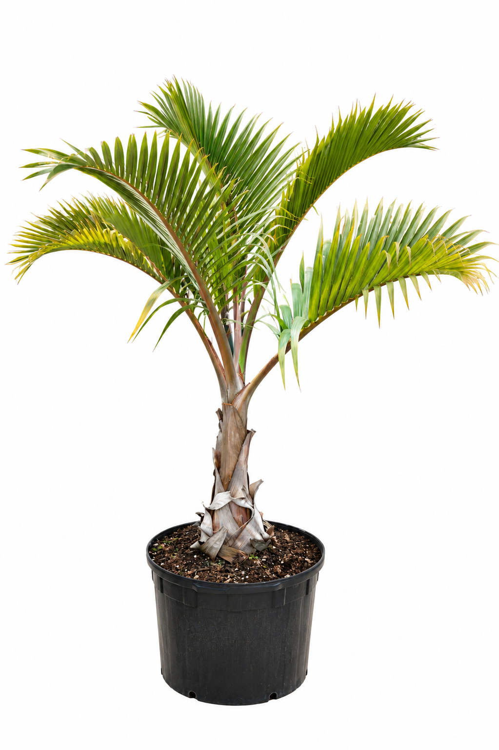 Spindle Palm About 4 Feet Tall