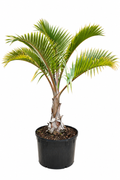 Spindle Palm About 4 Feet Tall