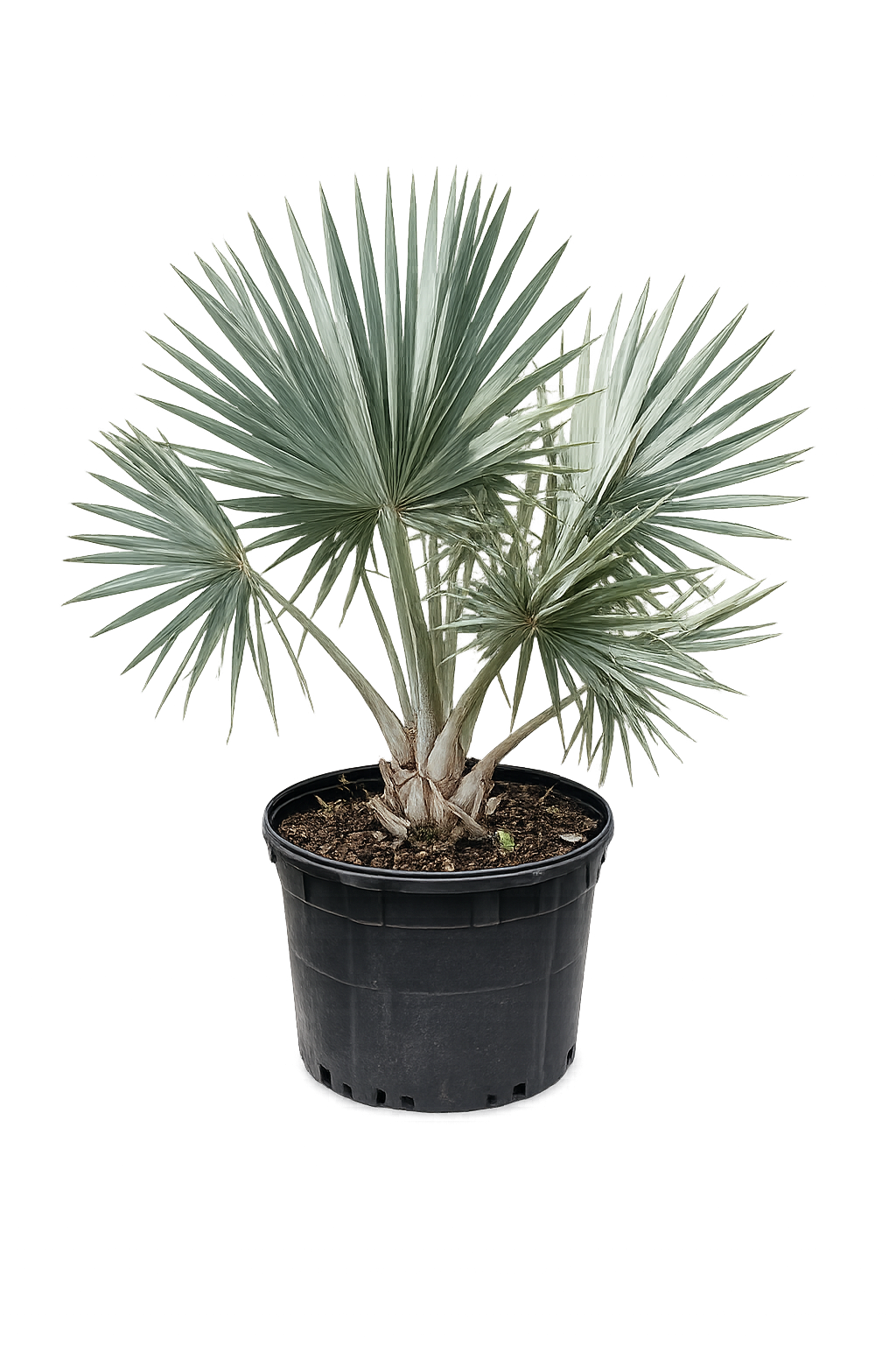 Bismarck Palm
