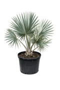 Bismarck Palm