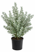 Silver Buttonwood About 3-4 Feet Tall