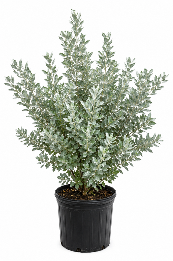 Silver Buttonwood About 3-4 Feet Tall