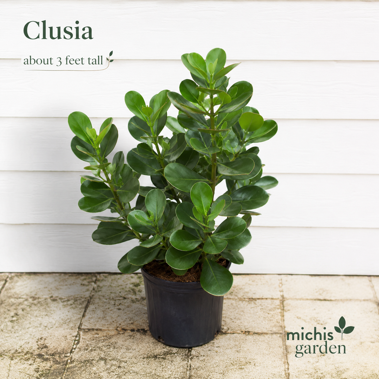 Clusias About 3 Feet Tall Privacy Plants Low Maintenance Florida Native Plant
