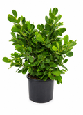 Clusias About 3 Feet Tall