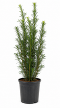 Podocarpus About 2-3 Feet Tall